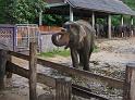 Elefanten in Khao Lak